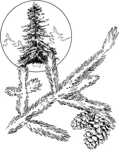 Red Spruce Coloring Page